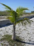 Habit at Lido Beach, Florida3