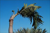 Chronic B deficiency on Adonidia merrillii (Christmas palm) showing trunk bending. The tiny crumpled leaves indicate that the deficiency was at one time acute, but was subsequently alleviated to some degree