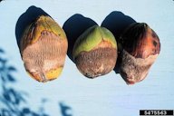 Coconut mite damage on fruits of coconut