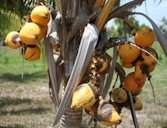 A Red Spicata Dwarf' coconut palm, Cocos nucifera L., with damage from Aceria guerreronis Keifer, a coconut mite.