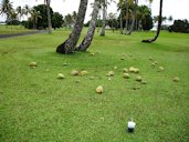 Nut drop: a symptom of lightning injury to coconut