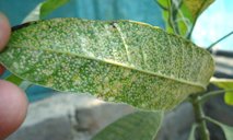 Underside of mango leaf infested with coconut scale, Aspidiotus destructor Signoret