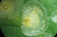 Adult female coconut scale, Aspidiotus destructor Signoret, showing eggs under cover