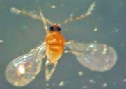 Adult male coconut scale, Aspidiotus destructor Signoret.