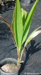 Coconut Seedling