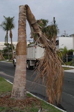 ocos nucifera trunk collapsed upon itself due to Thielaviopsis trunk rot.