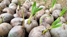 Sprouted coconuts, Seoul, Korea