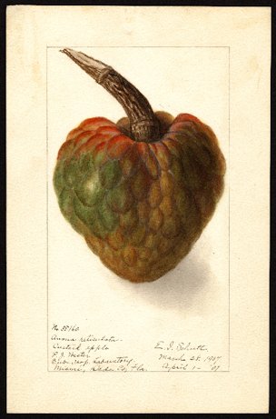 Annona reticulata