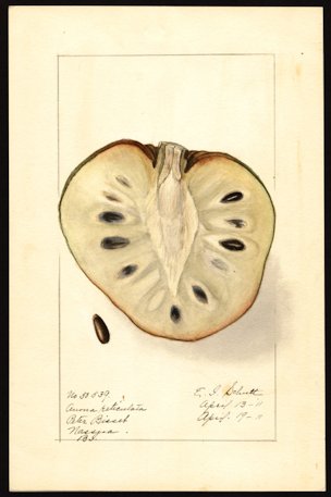 Annona reticulata