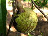 Custard Apple