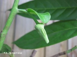 Atemoya flower