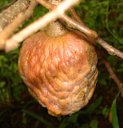 Custard Apple