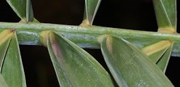 Coser view of leaflet and waxy bloom