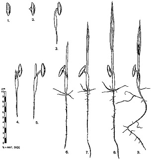 Date palm male flowers