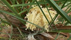 A blooming male date palm inflorescence and its pollen