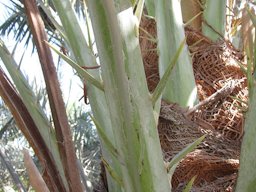 Close-up of spines