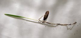 Germination of date palm