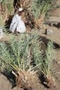 Mansuri cutting offshoots called Shatla (شتلا) from the lower trunk of a parent palm tree in Dar al-Manasir, Northern Sudan