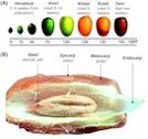 Different fruiting stages of date palm according to DPP* (days post-pollination)