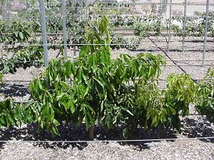 Young White Sapote