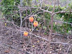 Akayaki Persimmon