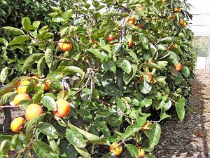 Ripe Persimmons