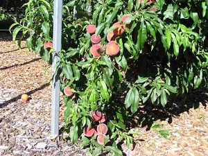 Springcrest Peach