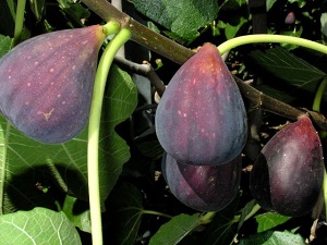 Red Conadria Fig