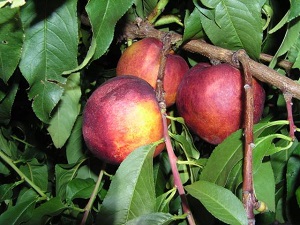 Peacharine