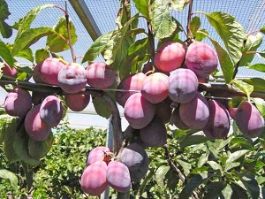 Giant Prune