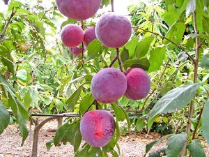 Autumn Giant Plum