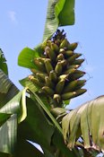 Fei bananas at a glance