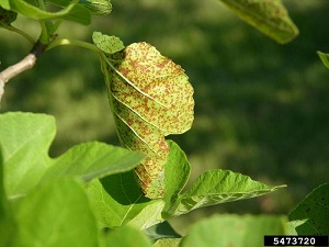 Pustules of fig rust on the lower leaf surface