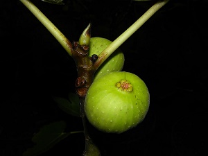 Ficus carica