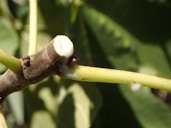 Ficus carica. Orange County, CA,US.