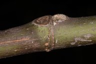 Ficus carica. Novara, Italy.