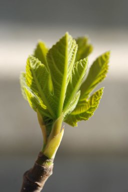 Ficus carica. Province of Bergamo, Italy.