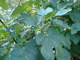 Ficus carica. Comunidad de Madrid, ES-MD-MD, ES.