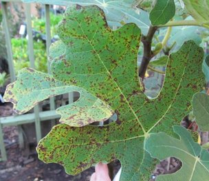 Fig rust