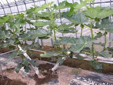 Fig plant