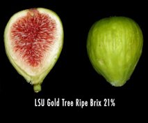 'LSU Gold'