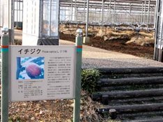 Figs at the Hamamatsu Japan Fruit Park