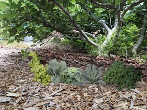 Vegetables growing under Brown Turkey fig, concept