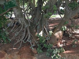 Figs in a fig tree