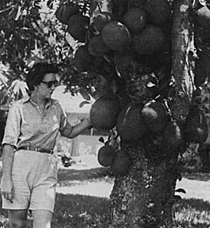 A heavily fruiting jackfruit (Artocarpus heterophyllus) on the grounds of the old Hobson estate, Coconut Grove. Miami, Eila.