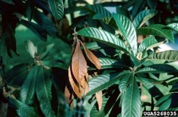 Fire blight symptom on loquat