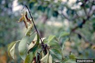 Shoot of pear cv. Santa Maria showing typical symptoms of infection by fireblight