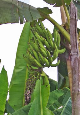 'French Horn' plantain