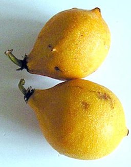 Garcinia brasiliensis