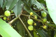 Fruit habit